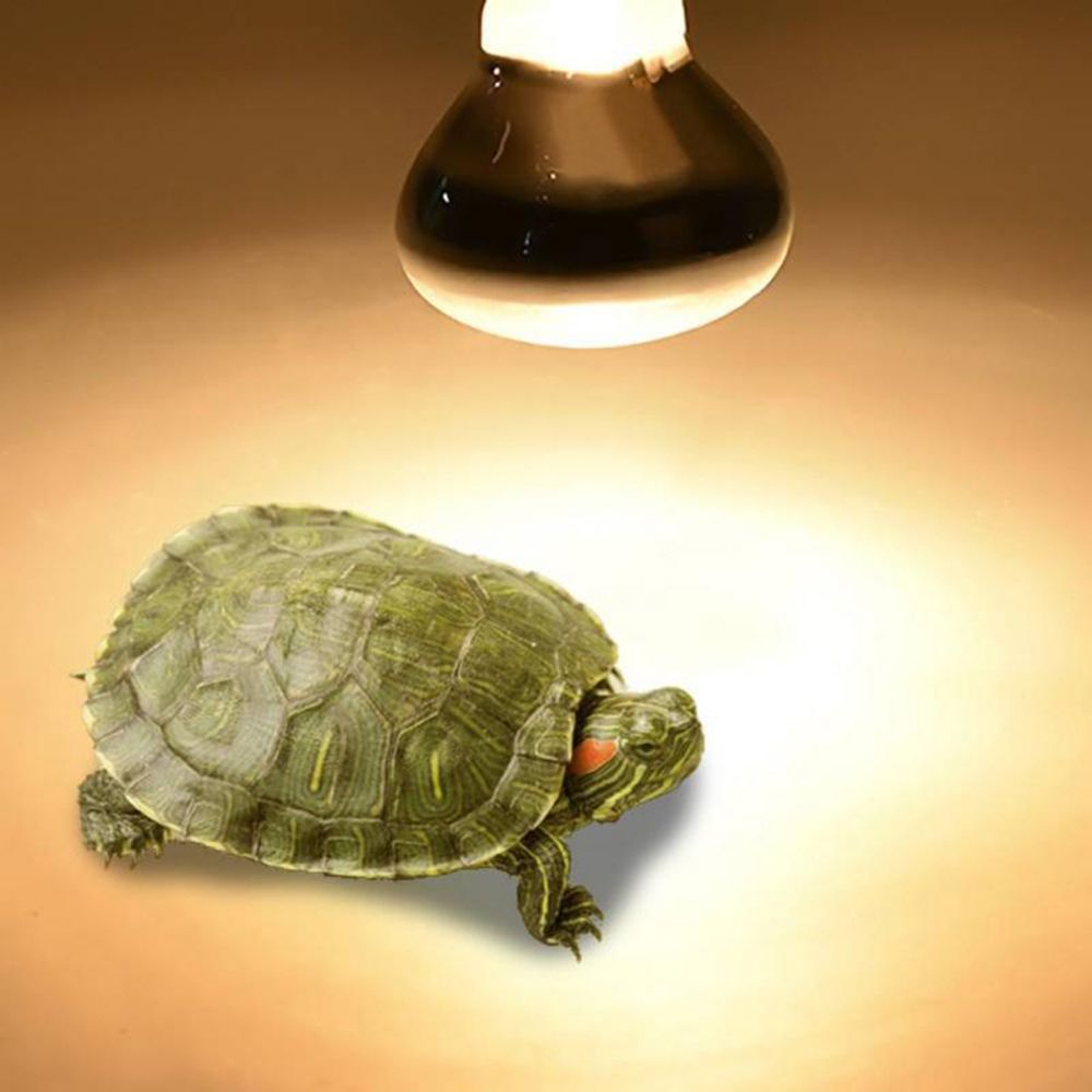 Eidechsen-Heizlampe UVA-Licht  – Basking Bulb Halogen Bewertung und Preis