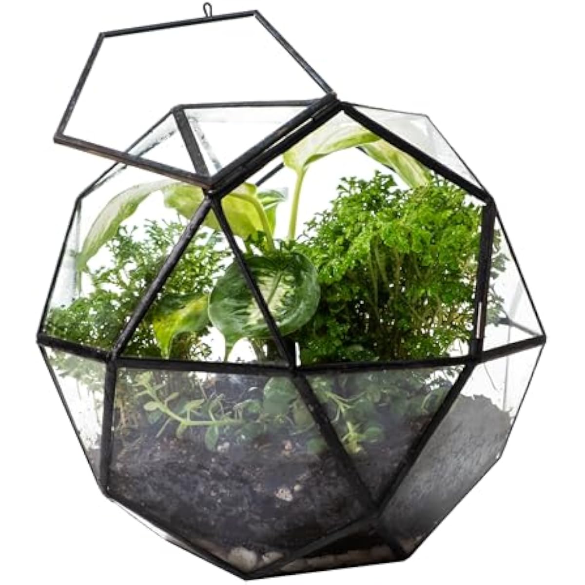 Geometrisches Kugel-Terrarium  – Glass Door Hinge Bewertung und Preis