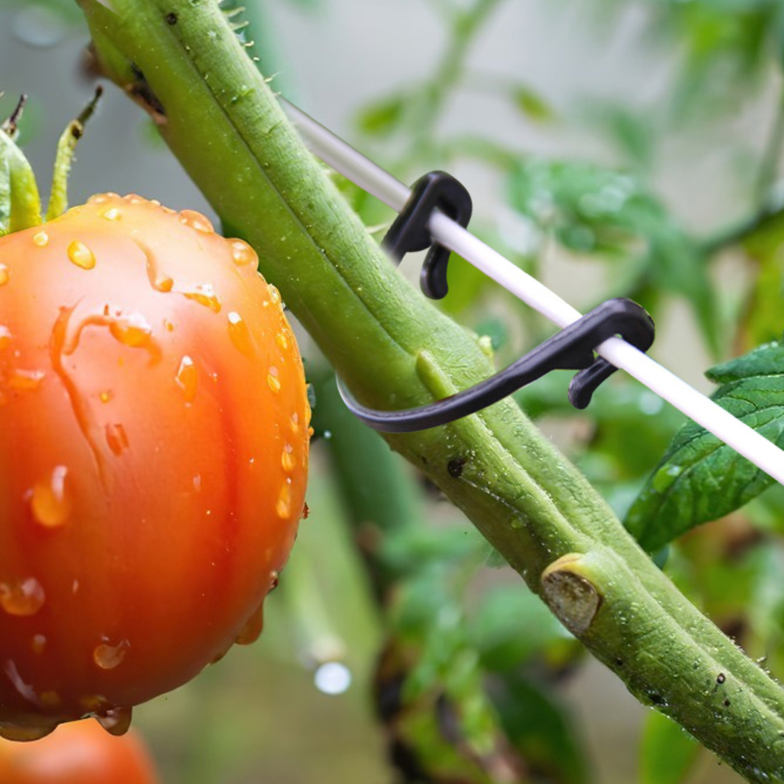 100 Stück Pflanzenbefestigungs – Vine Climbing Plastic Bewertung und Preis