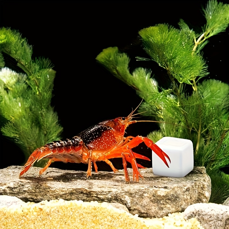 6 Stück Aquarium-Kalziumblöcke – Calcium Powder Reptile Bewertung und Preis